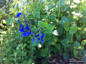 Salvia cacaliaefolia - blossom